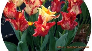 Тюльпан обыкновенный Страйпт Дресс (tyulpan) ? обзор: как сажать, луковицы тюльпаны Страйпт Дресс