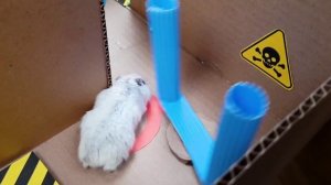 Приключения Хомы! \\ Хомячок ХОМА Проходит лабиринт - аквапарк "Акула ТУ-РУ-РУ"!