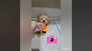 Мини мальчик мальтипу ф1