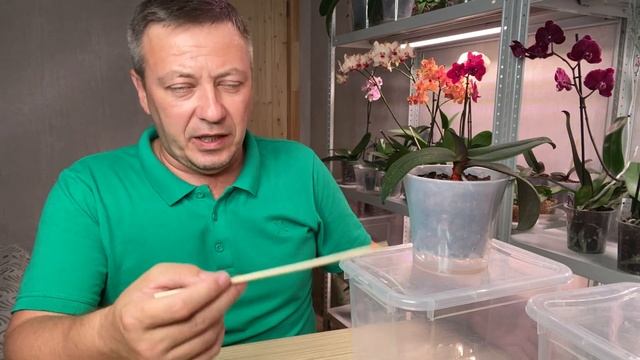 из новых ОРХИДЕЙ с ПРОБЛЕМАМИ корни орхидей растут как БАМБУК в ЭТОМ и ЗАЦВЕТАЕТ смотреть онлайн