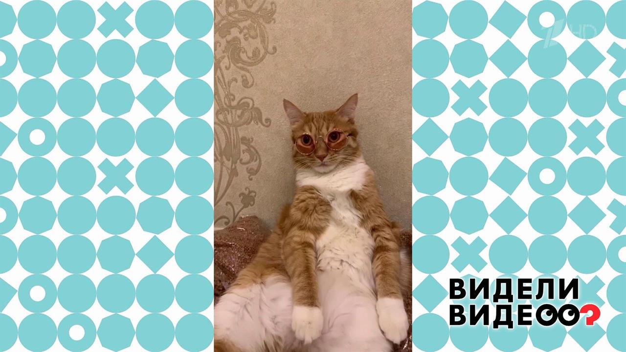 Коты на самоизоляции. Видели видео? Фрагмент выпуска от 03.05.2020