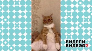 Коты на самоизоляции. Видели видео? Фрагмент выпуска от 03.05.2020