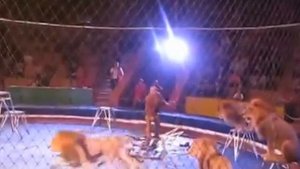 Ужас львы напали на дрессировщика