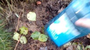 обрезка и укрытие винограда на зиму. (молодой куст)