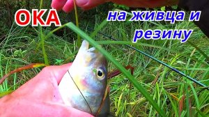 НА ЖИВЦА и НА РЕЗИНУ. Рыбалка на ОКЕ в сентябре.