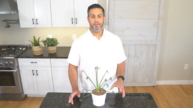 Houseplant Trends 2021: Frizzle Sizzle Plant (Albuca Spiralis) Care and Dormancy! #FrizzleSizzle смотреть онлайн