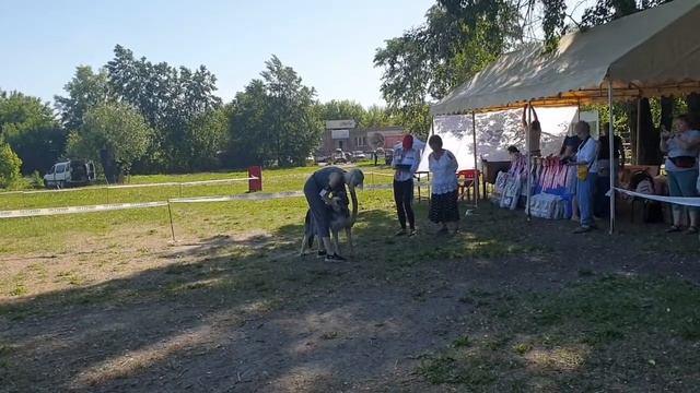МОНО ВЕО Челябинск 29.05.2021 щенки кобели