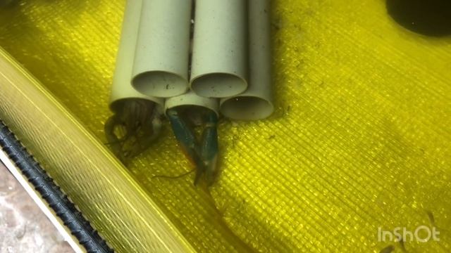 УЗВешники будьте аккуратны с прудовым австралийским раком! Кормление дендробеной! смотреть онлайн