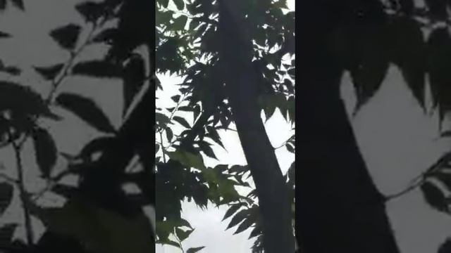 Пение цикад Южная Корея / Как стрекочет цикада / Cicada songs