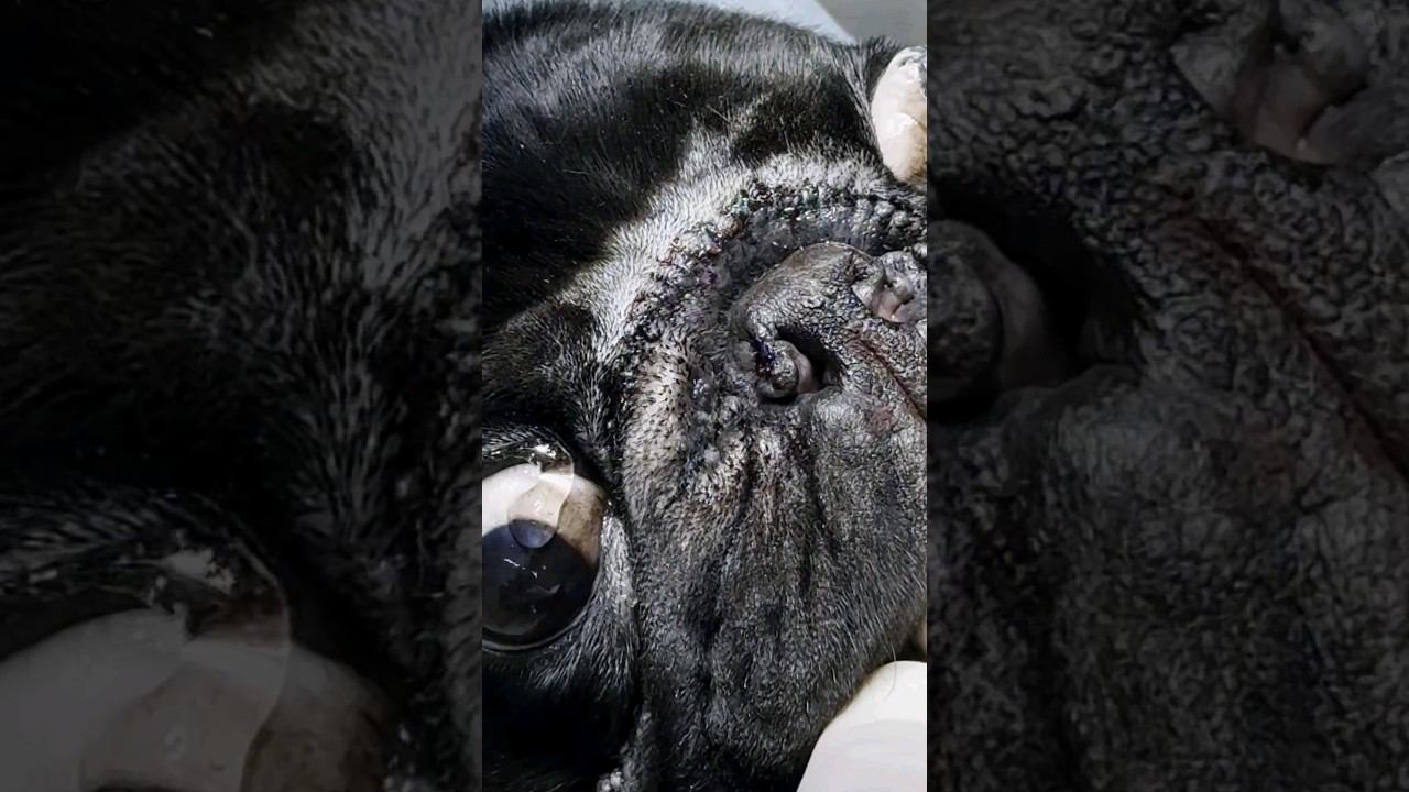 Мопс Мажор почти перестал дышать... #ветеринария #мопс #ринопластика #нёбнаязанавеска #собака #реки смотреть онлайн