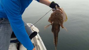 Рыбалка Владивосток , камбала , краб , терпуг Fishing , flounder, crab, rasp Nikolay Baryshev