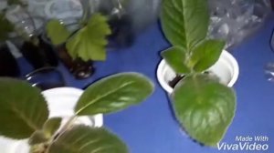 Тидея.Размножение