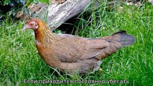 Дикая курица