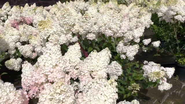 Гортензии в контейнерах смотреть онлайн
