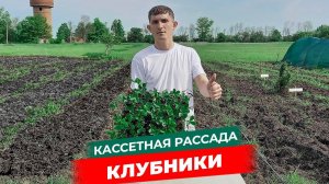 Как упаковывают и доставляют кассетную рассаду клубники