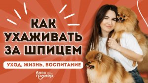 Как ухаживать за шпицем | груминг шпица | порода шпиц | Юлия Дягель Блэкгрумер