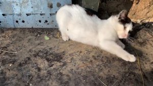 Невероятно милый котенок, живущий на улице, ждет человека каждый день