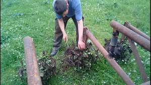 Ежики, для прополки картошки. Первое испытание.