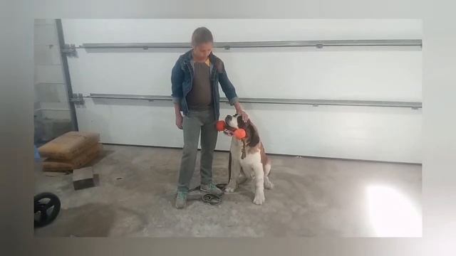 Полезный урок по изучению команды апорт.