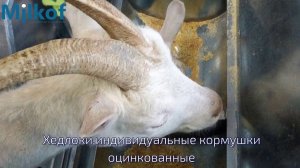 Козья ферма 1000 голов