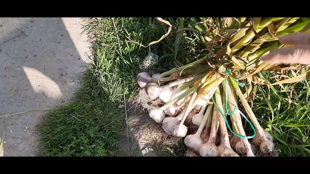 Уборка чеснока. Может заняться ЧЕСНОЧНЫМ БИЗНЕСОМ??