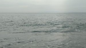 дельфины вдалеке