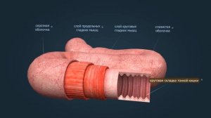 Строение тонкой кишки | Анатомия человека | Биология
