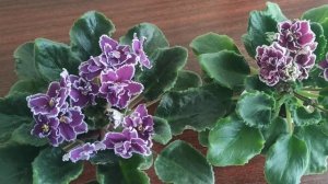 Визуальное сравнение ЛЕ- Мачо и ЛЕ- Шато Брион