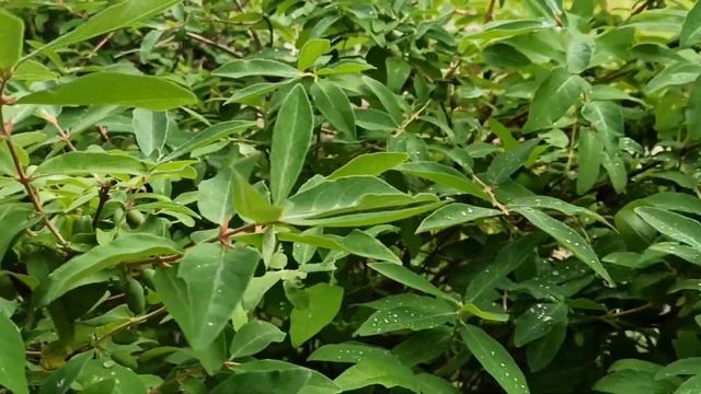 Тли нет! Капли помогли! жимолость жива! смотреть онлайн