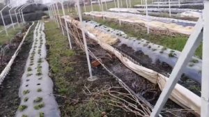 Туннельное укрытие винограда. Ошибки при укрытии винограда.