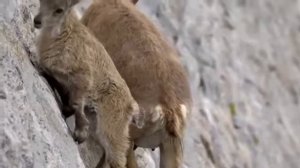 Снежный Барс охотится