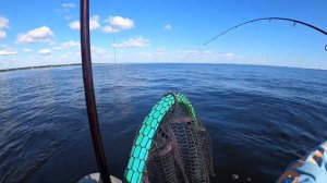 Monster Jack Crevalle | Kayak Fishing Midbay Bridge Choctawhatchee