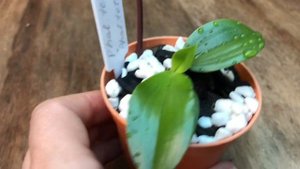 Phalaenopsis tetraspis , природные( видовые)фалеонопсисы в моей коллекции