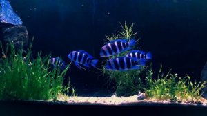 Ее величество фронтоза Королева Танганьики!