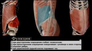 Мышцы живота