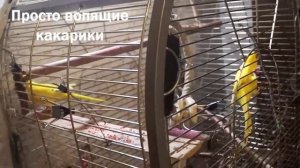 О чем поет какарик 2 или Какарики самые тихие попугаи?)