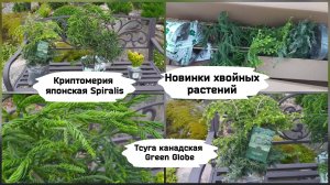 Новинки хвойных растений (криптомерия, тсуга).