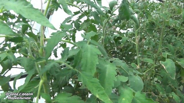 ТОМАТ РОЗОВОЕ СЕРДЦЕ. Обзор сорта, личный опыт. смотреть онлайн