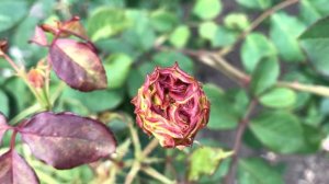 Уход за розами: Оплавленный бутон - что делать?