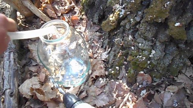 сбор березового сока смотреть онлайн