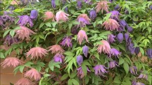 Атрагена(княжик) - красивая неприхотливая лиана