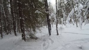 Охота на волков в окладе. Добираем подранка.