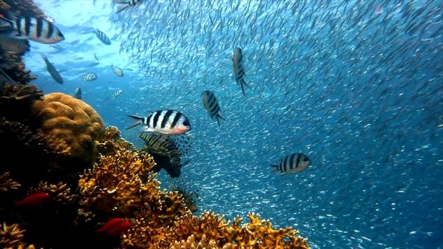 Что об НЛО сказано в КОРАНЕ? смотреть онлайн