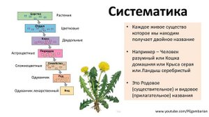 15. Систематика растений (6 класс) - биология, подготовка к ЕГЭ и ОГЭ 2020