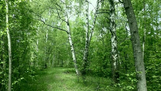 Лесная дорога Владимирская область