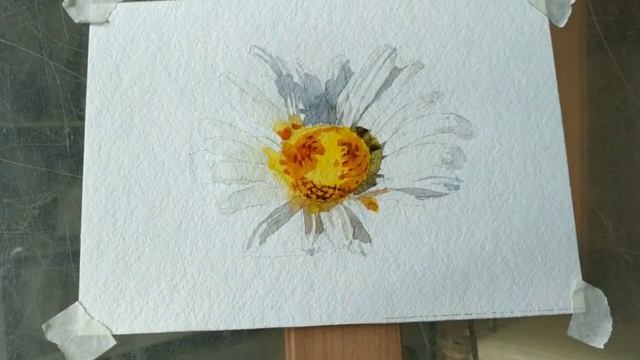 Рисуем ромашку акварелью.