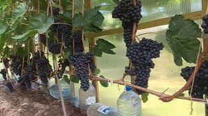 Виноград в Ленинградской области. Обзор теплиц.