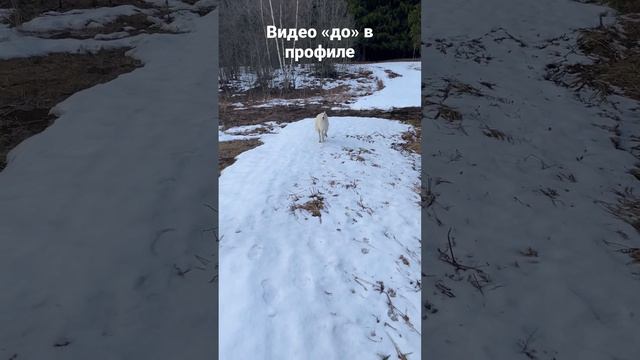 Русская борзая команда «ко мне» смотреть онлайн