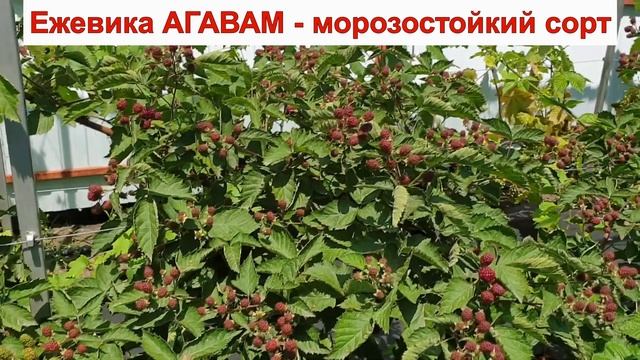 ЕЖЕВИКА АГАВАМ - МОРОЗОСТОЙКИЙ сорт с ШИПАМИ. СРЕДНЯЯ ЯГОДА. ОПИСАНИЕ СОРТА, характеристики ОТЗЫВЫ смотреть онлайн