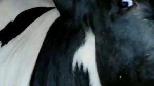 СРОЧНЫЙ ЗАБОЙ БЫКА /ЧТО ПРОИЗОШЛО В НАШЕМ ХОЗЯЙСТВЕ ПОКА НАС НЕ БЫЛО